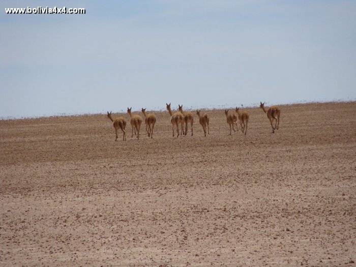 Salar 2010 0106.jpg