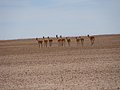 Salar 2010 0106.jpg